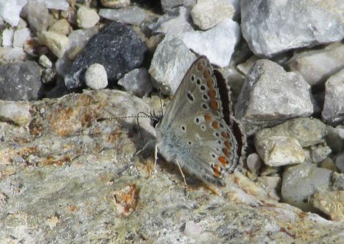 Aricia artaxerxes